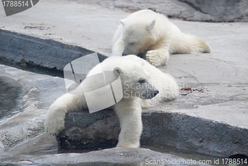 Image of Two white bear cub lying on stones  