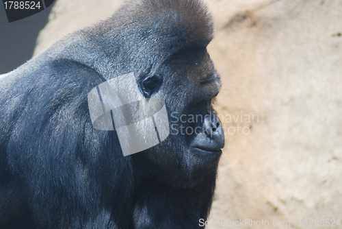 Image of close-up of a big black hairy gorilla 