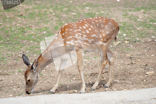 Image of whitetail deer fawn close up, wildlife