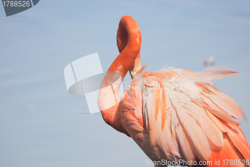 Image of close up  of a beautiful pink flamingo, tropical bird