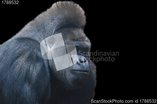 Image of close up of a big black hairy gorilla isolated on black