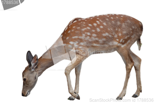 Image of whitetail deer fawn isolated on white, wildlife