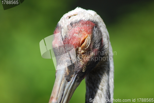 Image of close up of  the head and eye of  a sandhill crane 