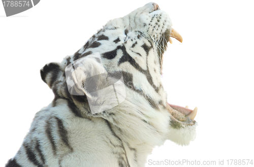 Image of rare white tiger  with open mouth isolated on white