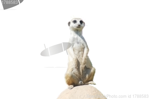 Image of Meerkat (Suricata suricatta) portrait isolated on white, desert wildlife