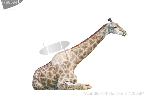 Image of  lying  big spotty giraffe isolated on white