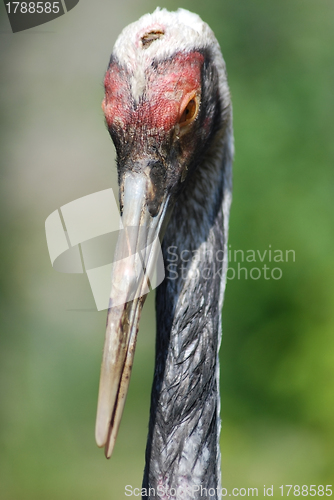 Image of close up of  the head and eye of  a sandhill crane 