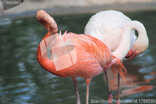 Image of close up  of a beautiful pink flamingo, tropical bird