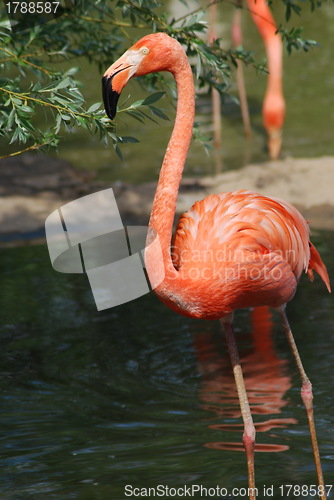 Image of close up  of a beautiful pink flamingo, tropical bird