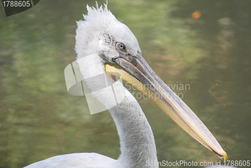 Image of close up of  white pelican, pelecanus occidentalis