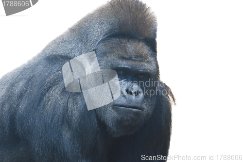 Image of close up of a big black hairy gorilla isolated on white