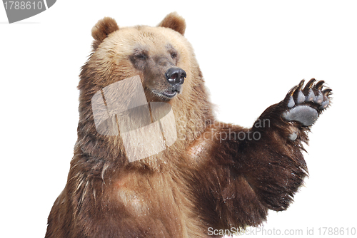 Image of The brown bear welcomes with a paw isolated on white