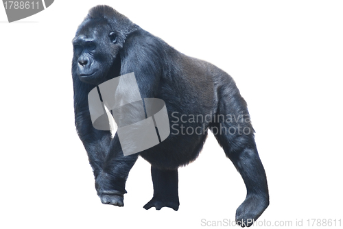 Image of close up of a big black hairy gorilla isolated on white