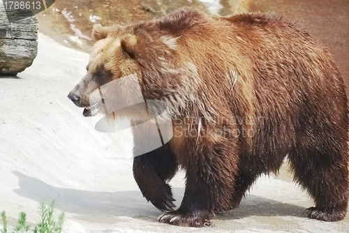 Image of The brown bear close up, wild life 