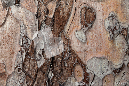 Image of Wooden texture. Crimean pine tree.