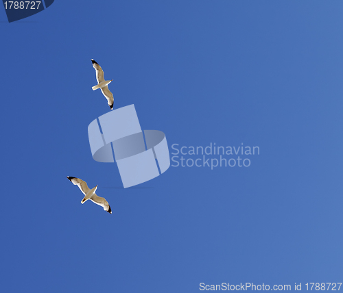 Image of Two seagulls hover in clear sky