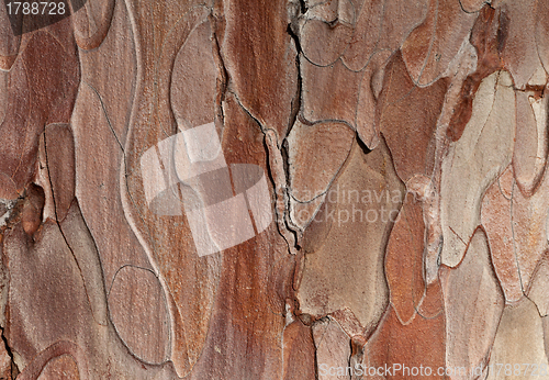 Image of Wooden texture