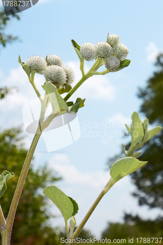 Image of Burdock inflorescences