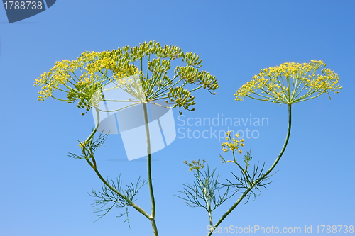 Image of Fennel Inflorescences