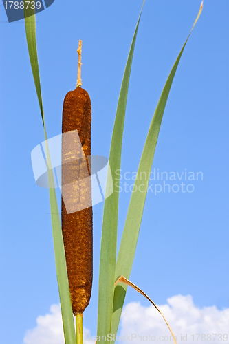 Image of Top of bulrush plant