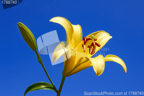 Image of Yellow lily close-up