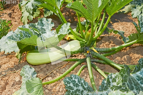 Image of Zucchini plant on soil