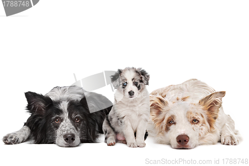 Image of Three border collie dogs