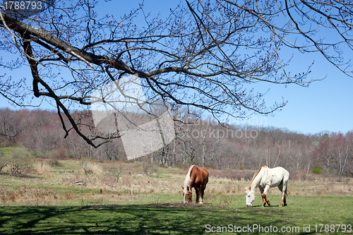 Image of Beautiful Horses Grazing