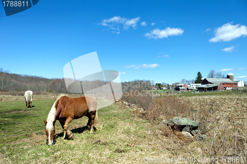 Image of Two Horses Grazing