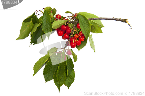 Image of Sweet cherries