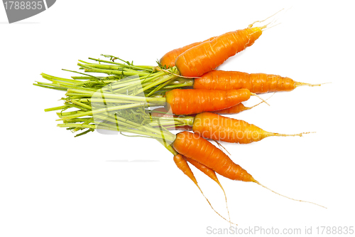 Image of Carrot