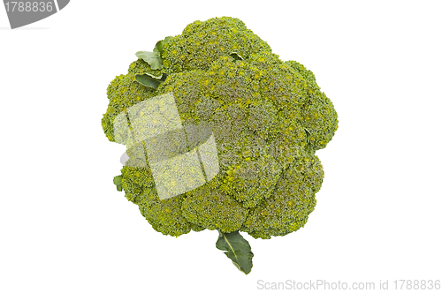 Image of Broccoli