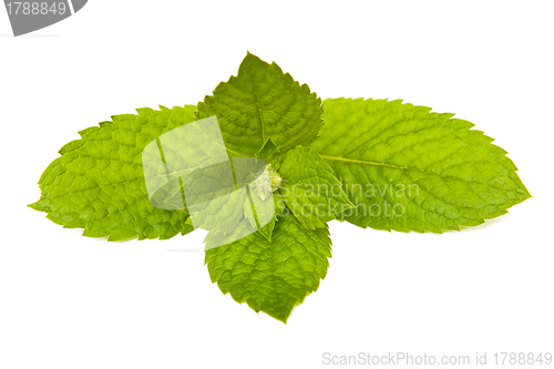 Image of Mint