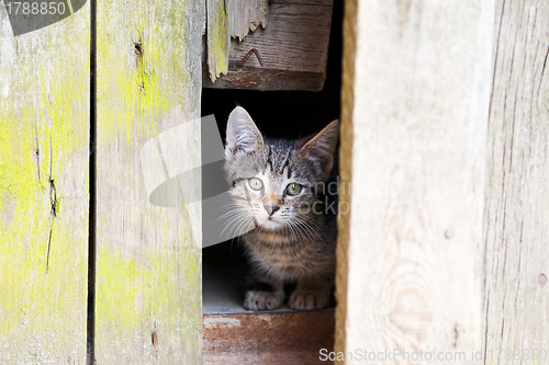 Image of Cute cat