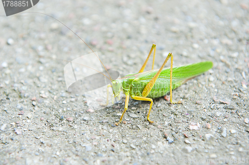 Image of Grasshopper