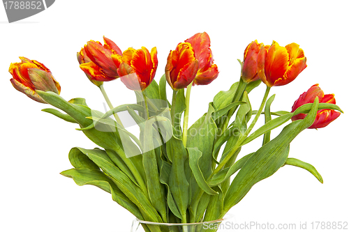 Image of Tulips