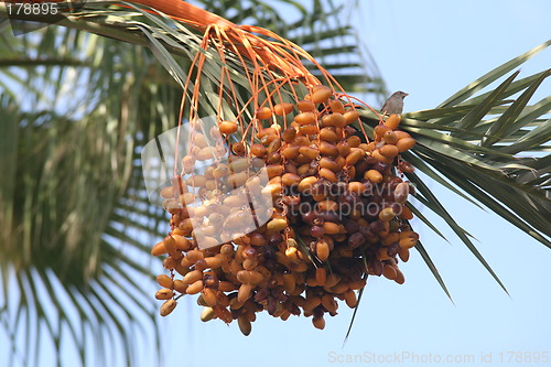 Image of Palm fruits