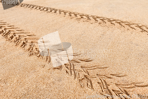 Image of Quad traces on the beach sand