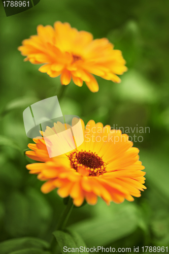 Image of Yellow chrysanthemums