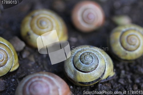 Image of different snail houses