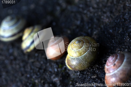 Image of different snail houses