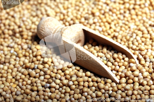 Image of mustard grains