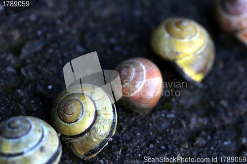 Image of different snail houses