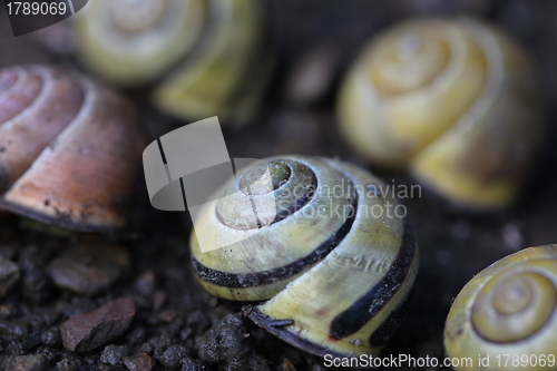 Image of different snail houses