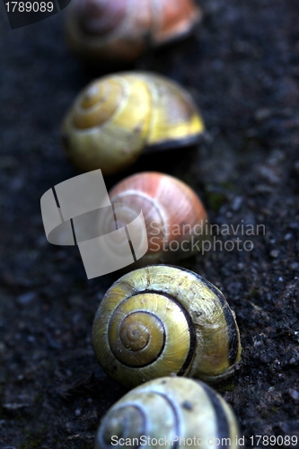 Image of different snail houses