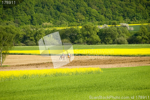 Image of Horseback excursion