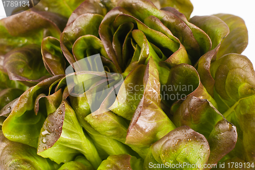 Image of Leafy lettuce