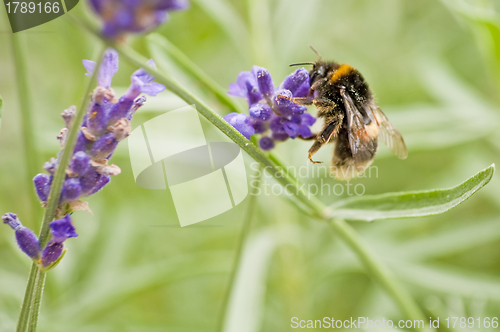 Image of bumble-bee on lavender