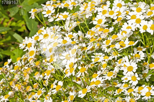 Image of feverfew