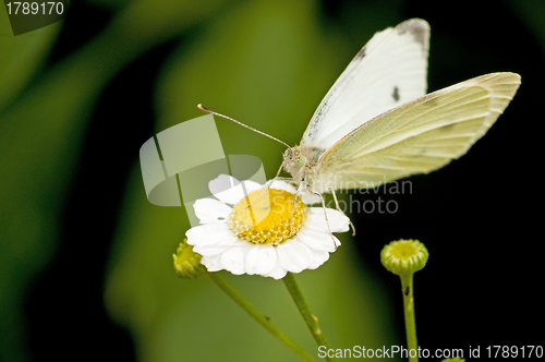 Image of fever-few with butterfly